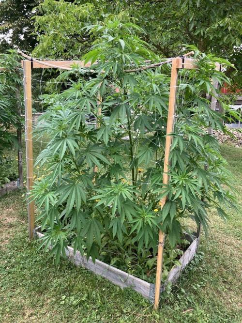 German outdoor, Durban Poison regular. Week 17