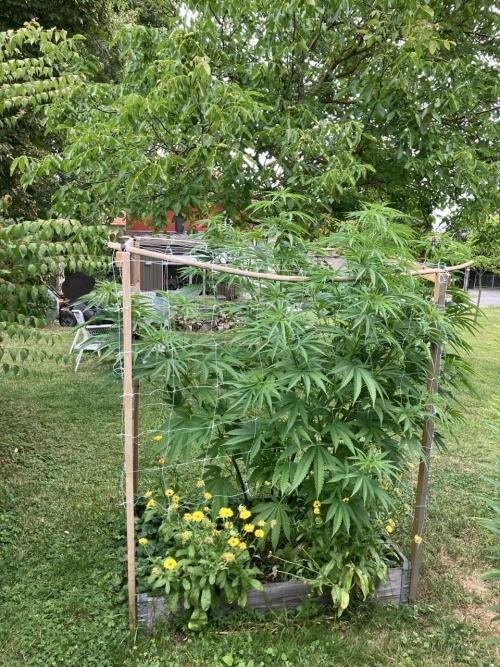 German outdoor, Durban Poison regular. Week 17