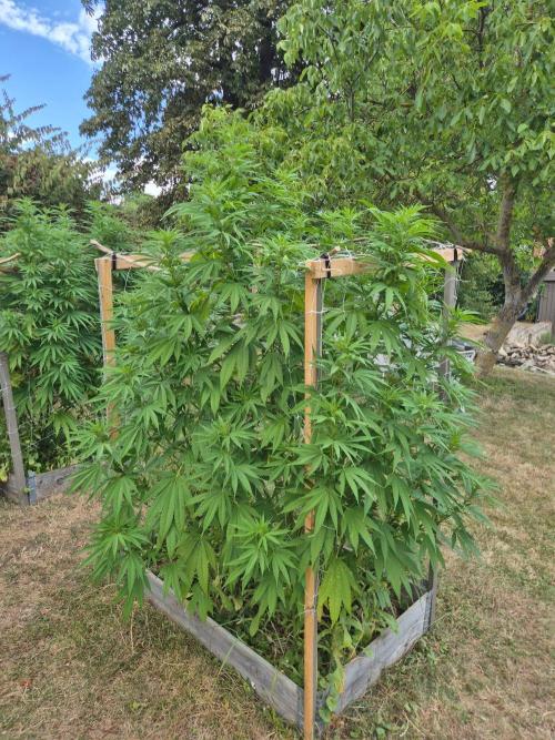 German outdoor, Durban Poison regular. Week 21 - Durban 1