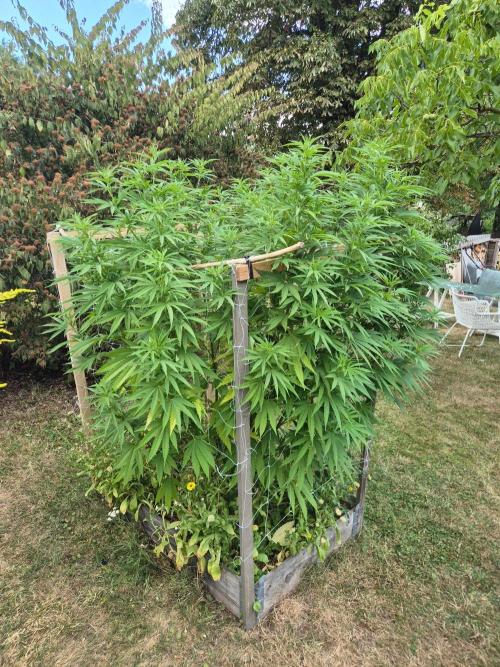 Durban Poison. Week 21