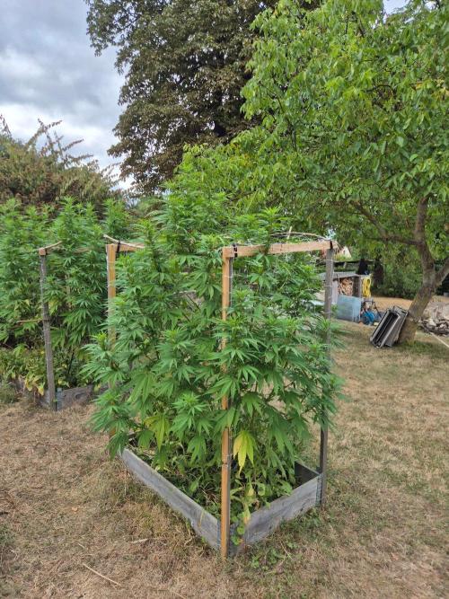 German outdoor, Durban Poison regular. Week 22