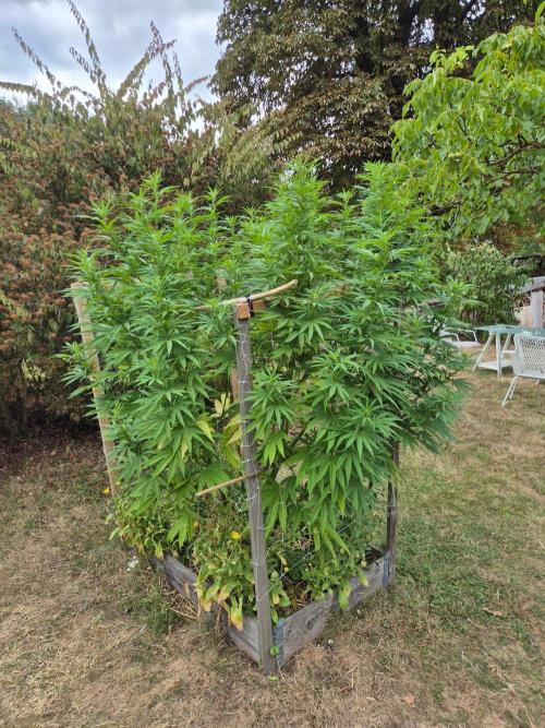 German outdoor, Durban Poison regular. Week 22