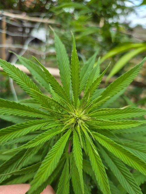 German outdoor, Durban Poison regular. Week 22 - Finally!😊