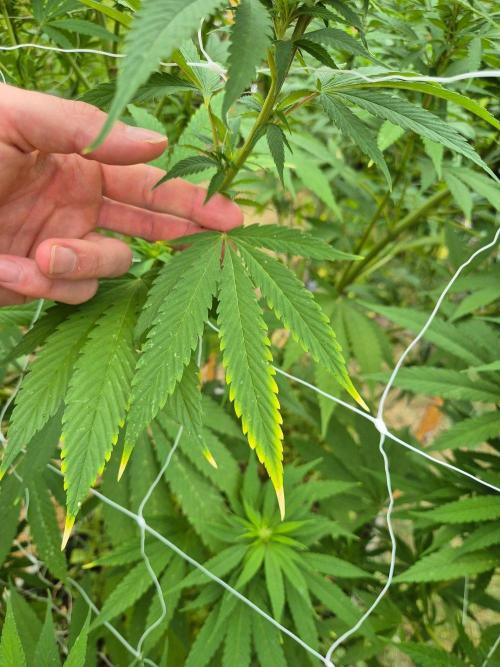 German outdoor, Durban Poison regular. Week 22 - Nitrogen burn. Overfertilised