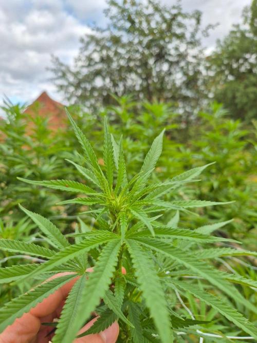 German outdoor, Durban Poison regular. Week 22