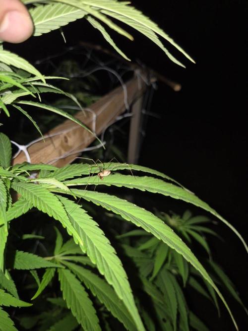German outdoor, Durban Poison regular. Week 22 - Spider arresting a bug