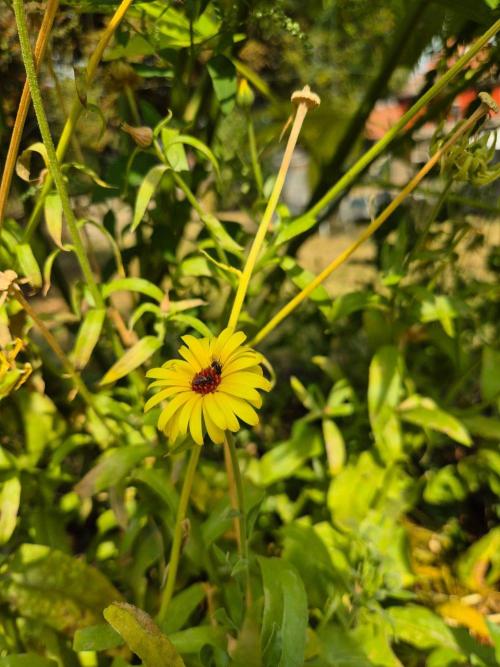 German outdoor, Durban Poison regular. Week 22 - Calendula