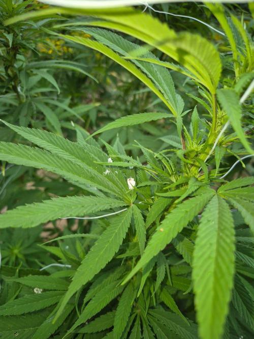 German outdoor, Durban Poison regular. Week 22 - Birds ?