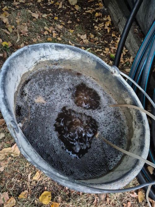 German outdoor, Durban Poison regular. Week 22 - Compost tea