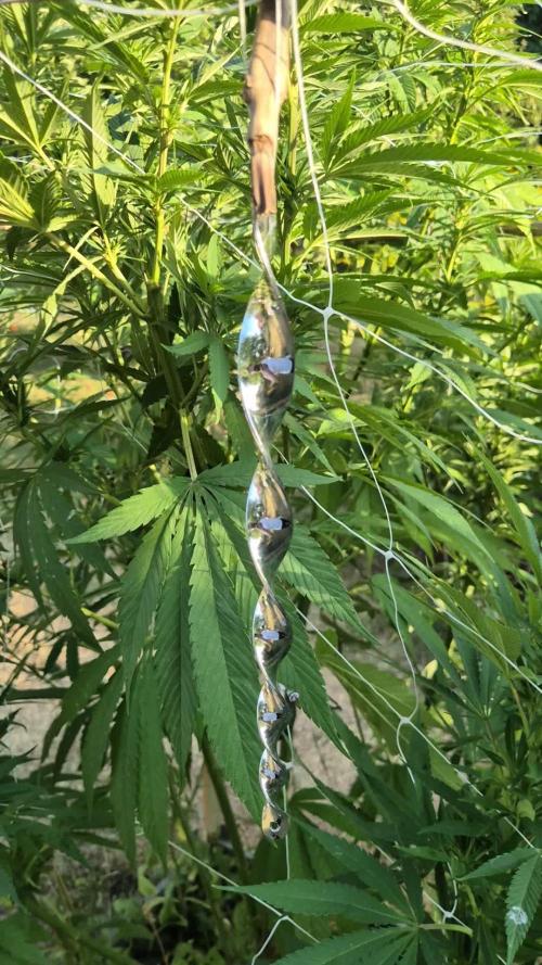 German outdoor, Durban Poison regular