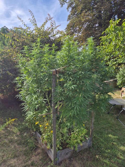 German organic, Durban Poison regular. Week 23