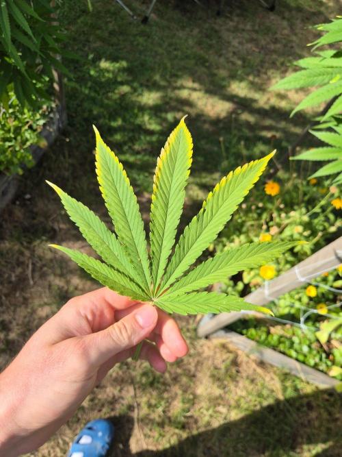 German organic, Durban Poison regular. Week 23