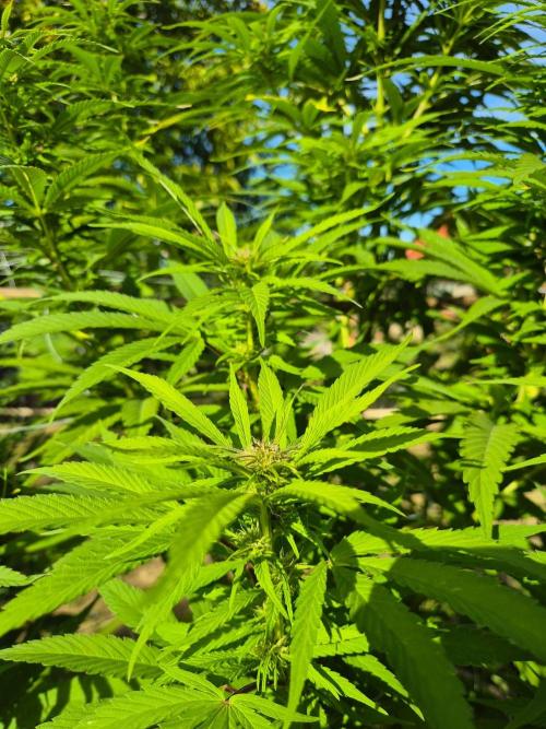 German organic, Durban Poison regular. Week 23