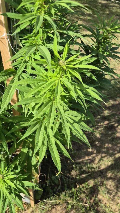 German organic, Durban Poison regular