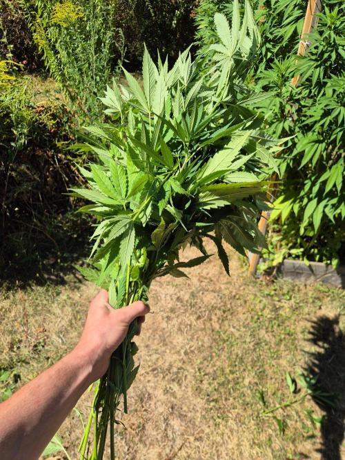 German organic, Durban Poison regular. Week 23