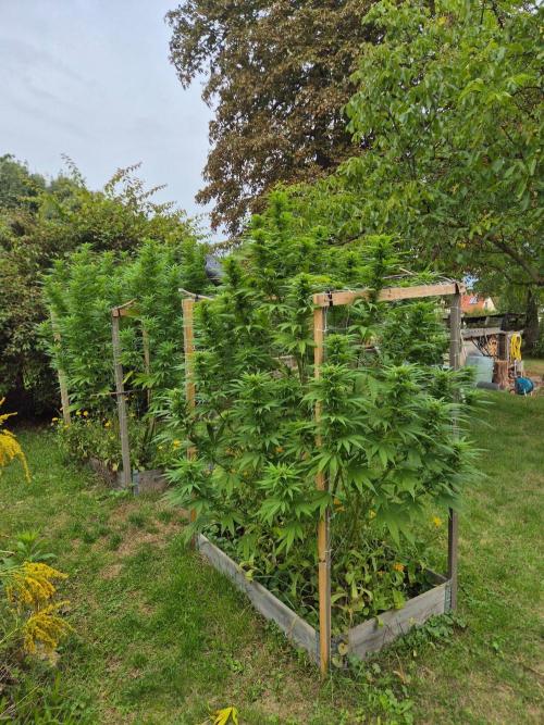 German organic, Durban Poison regular. Week 24