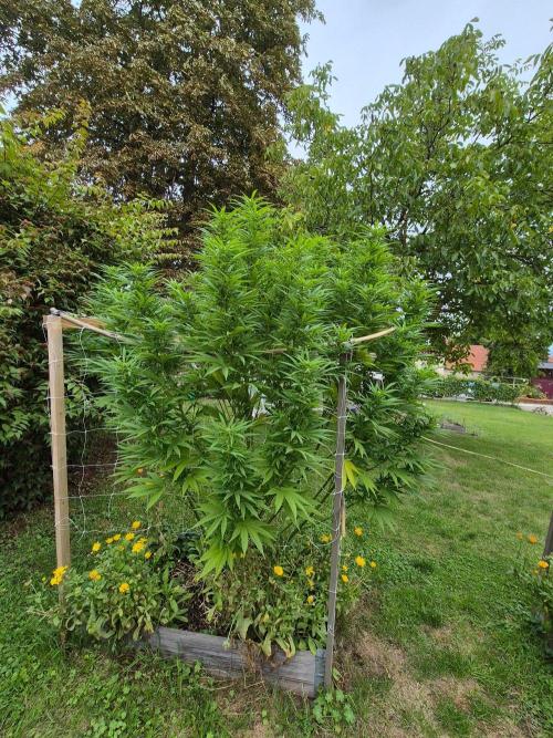 German organic, Durban Poison regular. Week 24