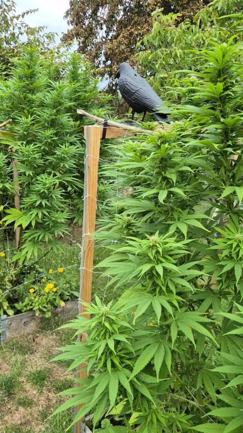 German organic, Durban Poison regular