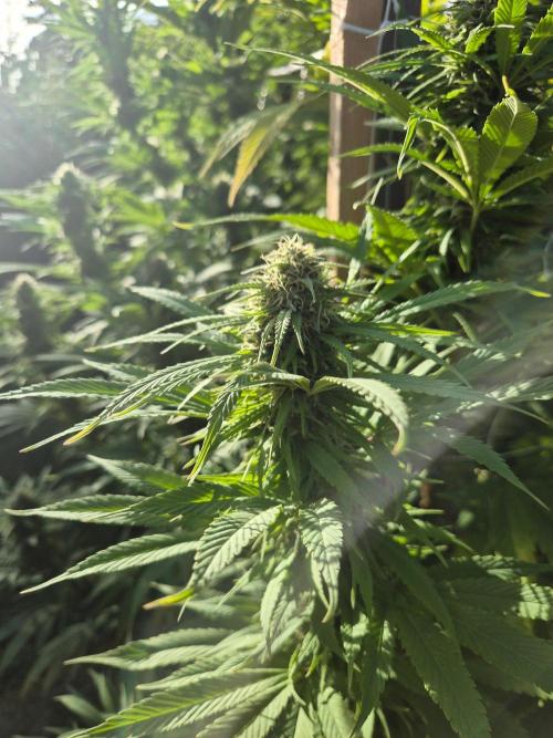 German organic, Durban Poison regular. Week 26