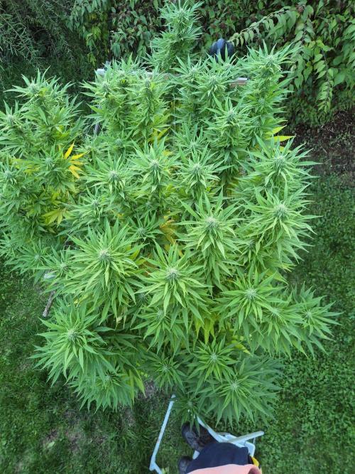 German organic, Durban Poison regular. Week 26