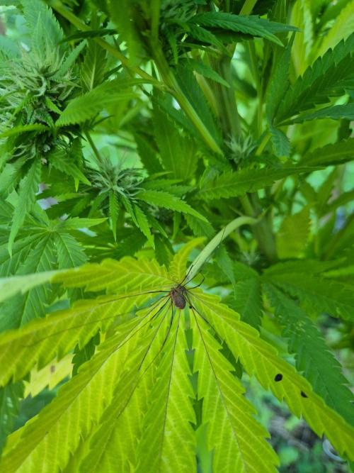 German organic, Durban Poison regular. Week 26