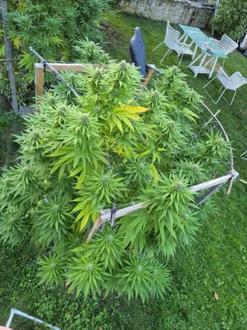 German organic, Durban Poison regular. Week 26