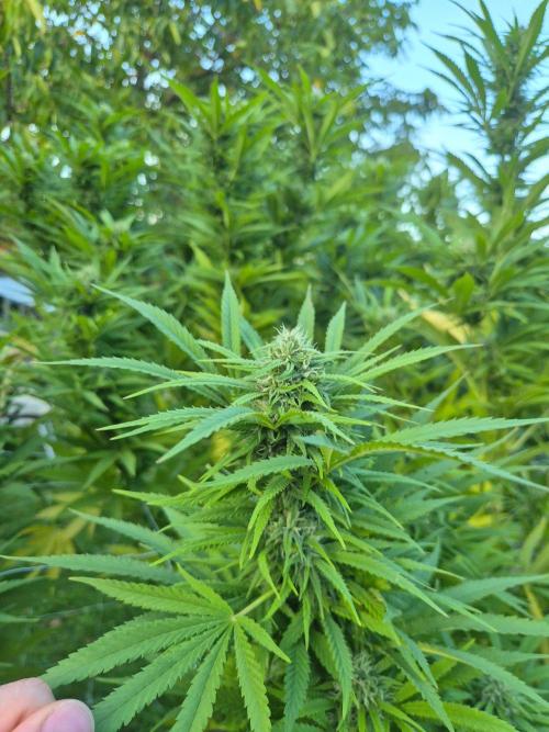 German organic, Durban Poison regular. Week 26