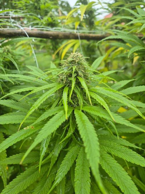 German organic, Durban Poison regular. Week 26
