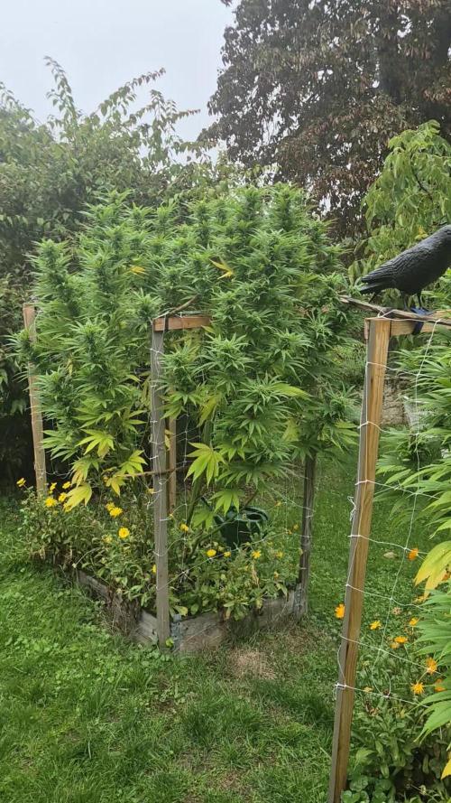 German organic, Durban Poison regular