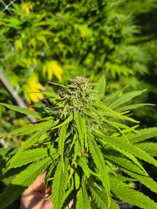 German organic, Durban Poison regular. Week 27