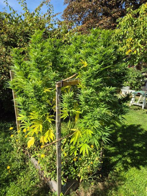 German organic, Durban Poison regular. Week 27