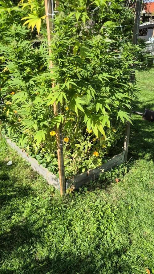 German organic, Durban Poison regular