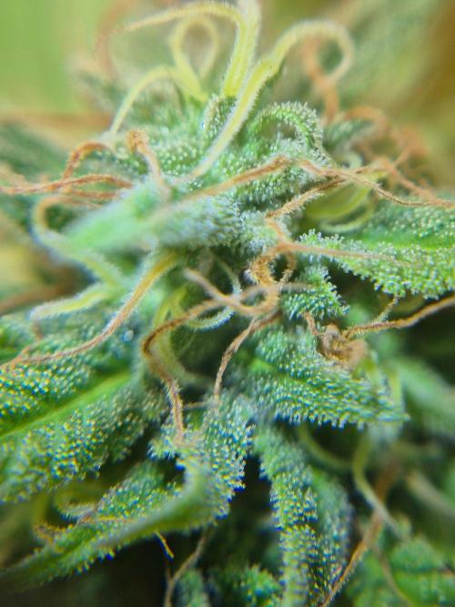 German organic, Durban Poison regular. Week 28