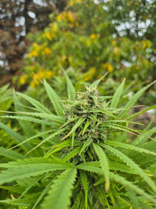 German organic, Durban Poison regular. Week 28