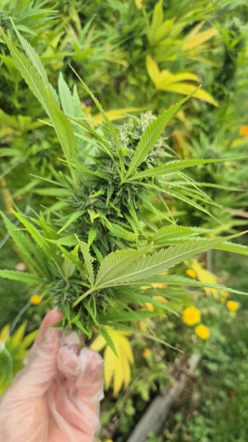 German organic, Durban Poison regular