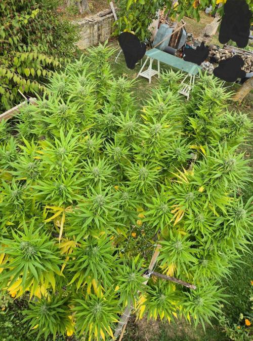 German organic, Durban Poison regular. Week 28