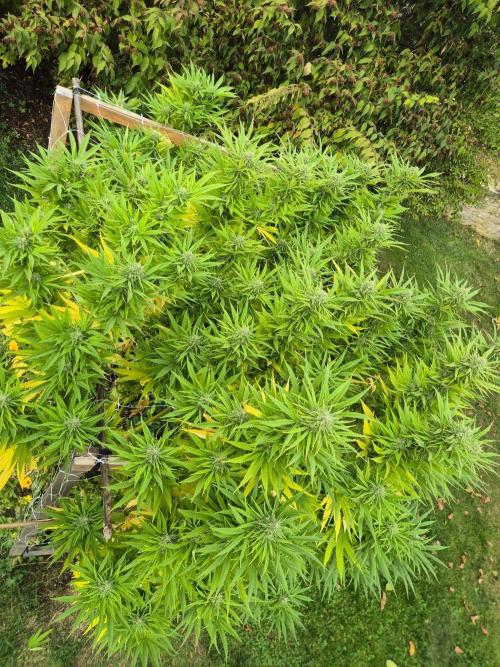 German organic, Durban Poison regular. Week 28