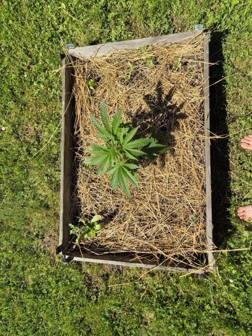 Durban Poison outdoor, regular. Week 7 - Durban 2