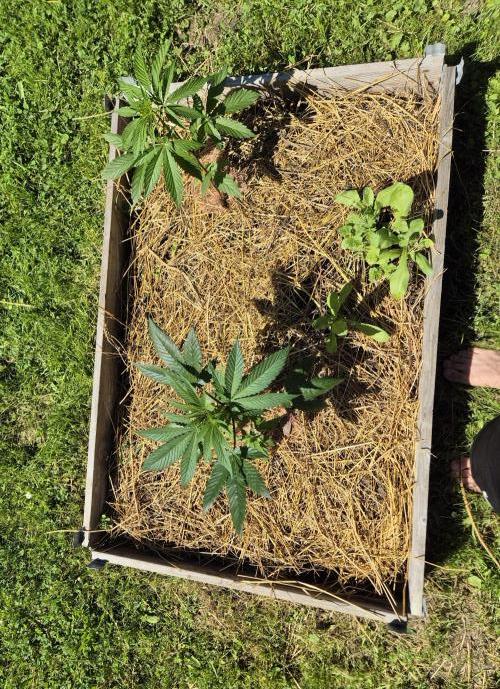 Durban Poison outdoor, regular. Week 7 - Left durban 1 and right is a do si dos automatic.