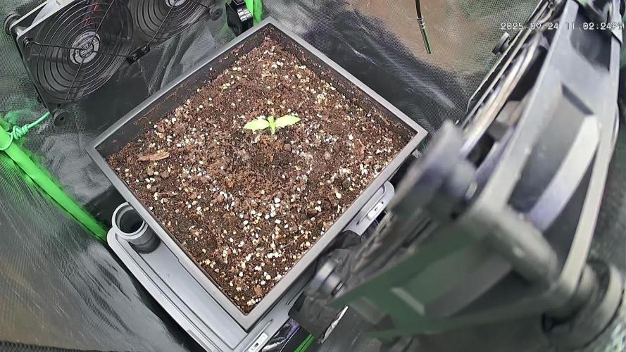 Sweet Seeds Runtz XL Auto in 40x40