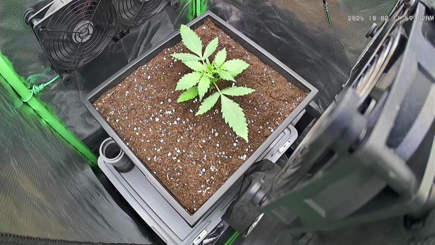 Sweet Seeds Runtz XL Auto in 40x40