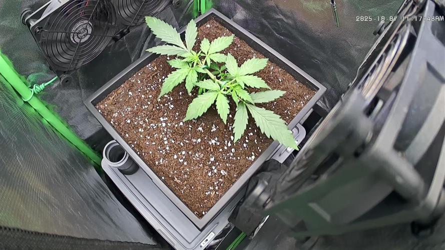 Sweet Seeds Runtz XL Auto in 40x40