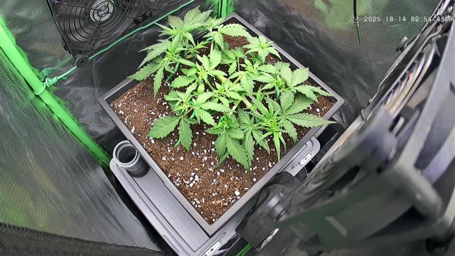 Sweet Seeds Runtz XL Auto in 40x40