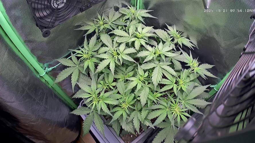 Sweet Seeds Runtz XL Auto in 40x40