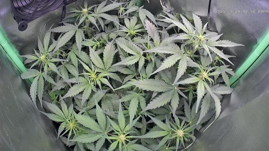 Sweet Seeds Runtz XL Auto in 40x40