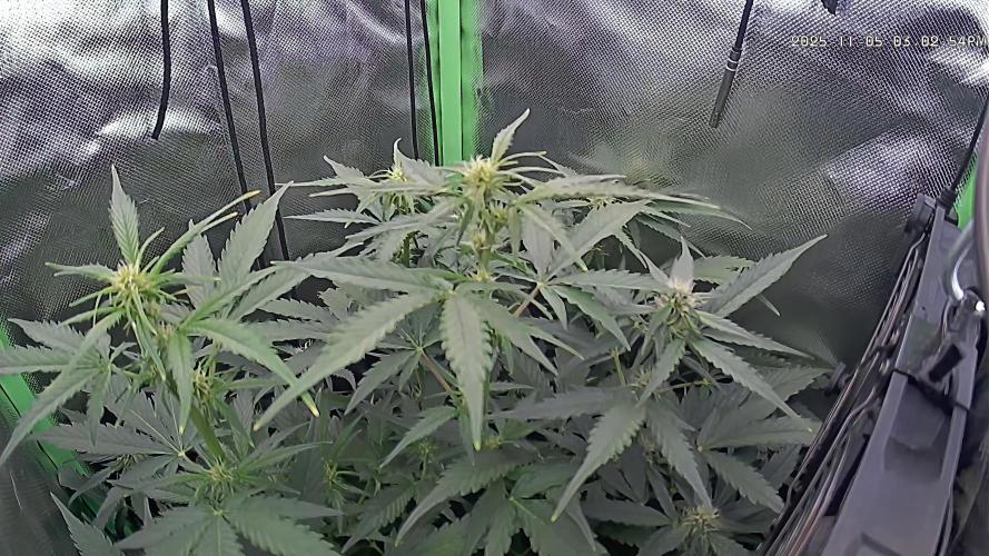Sweet Seeds Runtz XL Auto in 40x40. Week 8