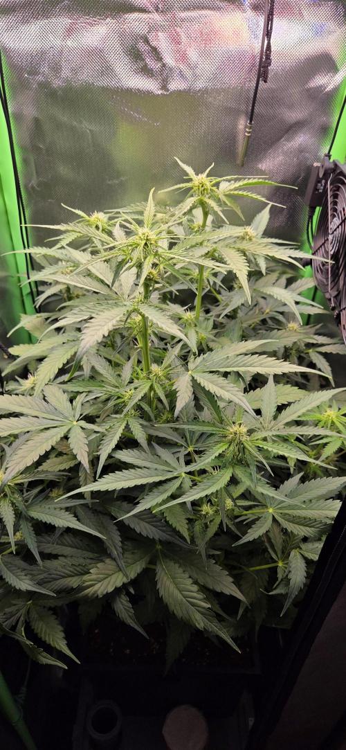 Sweet Seeds Runtz XL Auto in 40x40. Week 8