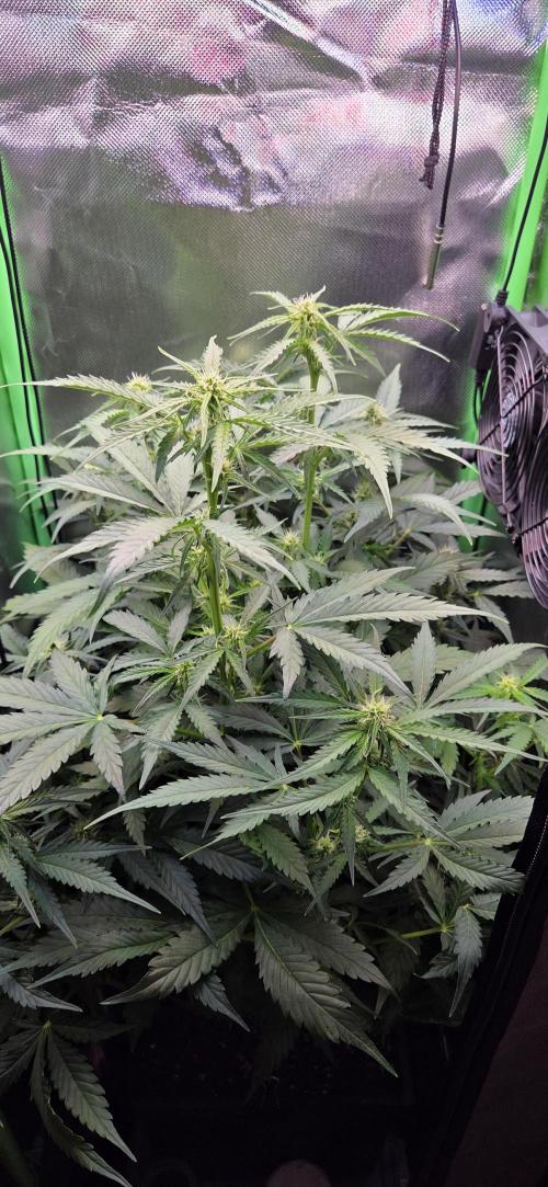 Sweet Seeds Runtz XL Auto in 40x40. Week 8