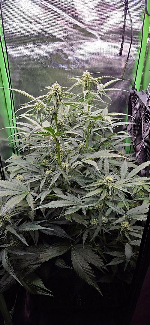 Sweet Seeds Runtz XL Auto in 40x40. Week 8