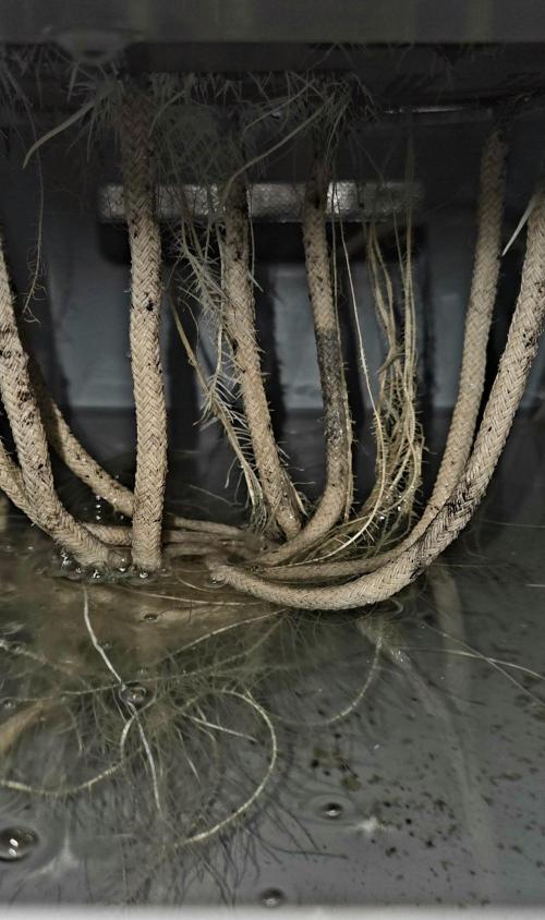 Sweet Seeds Runtz XL Auto in 40x40. Week 8